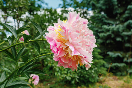 Pink peony flowers in the garden on a green bushの写真素材