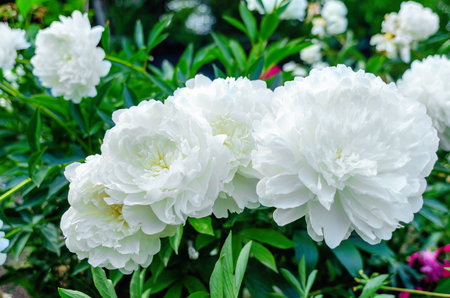 large white peony flower on a green bushの写真素材