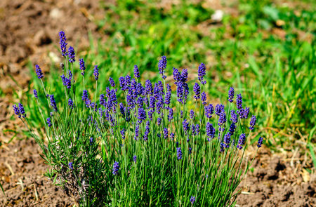 Blue lavender bushes on the bedsの写真素材