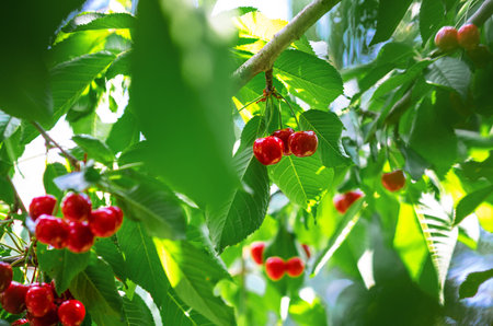 Ripe cherry berries in the garden among green leaves. Berry harvest in the summer gardenの写真素材
