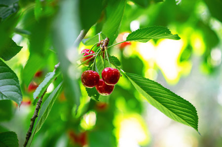 Red ripe cherries on branches among green leaves in the garden. Harvest berries in summerの写真素材
