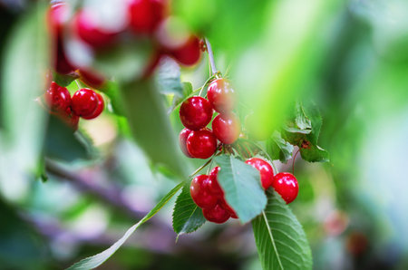 Red ripe cherries on branches among green leaves in the garden. Harvest berries in summerの写真素材