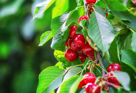 Red ripe cherries on branches among green leaves in the garden. Harvest berries in summerの写真素材
