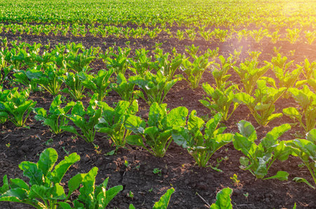 Rows of green beet leaves illuminated by the sun. Agricultural fields background. Selective focusの写真素材