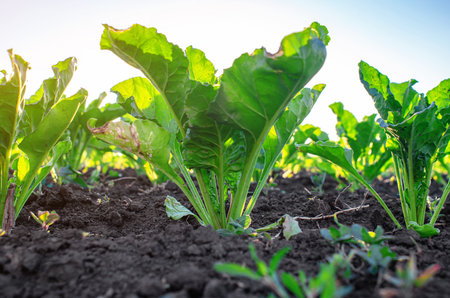 Powdery mildew, fungal disease caused by Erysiphe betae, affects sugar beet leaves. Pest control