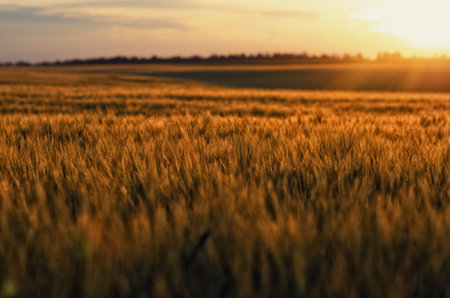 Magical evening atmosphere, sunset view and golden wheat field. Blurred natural horizon background