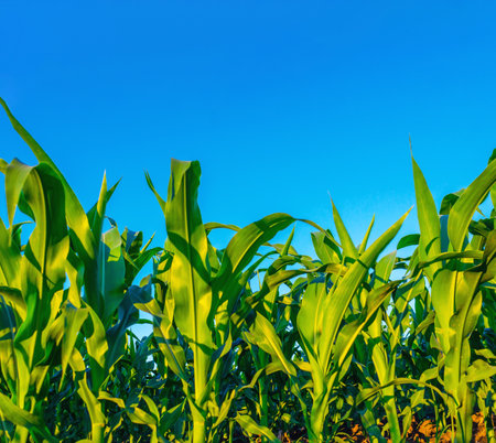 Fresh corn plants in corn field, green leaves, stem. Blue sky background. Concept of agriculture