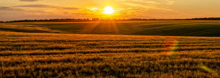 Sunset panorama. Green field of wheat ears under the sun's rays. Inspirational landscape conceptの写真素材