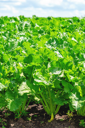 Close-up of sugar beet field with weeds. Pest control, growing vegetables. Agricultural conceptの写真素材