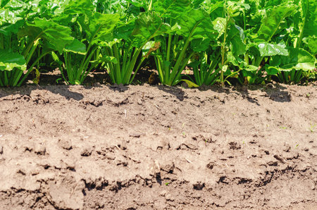 Dry soil with rows of green sugar beets. Agricultural fields in summer. Growing vegetablesの写真素材