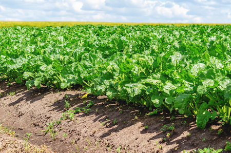 Rows of tall green beetroot leaves in dry soil. Side view of a beet field. Growing vegetablesの写真素材