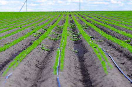 Growing seedlings on farm. Field with tomato seedlings. Supply of irrigation to rows of seedlingsの写真素材