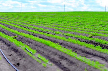 Field with tomato seedlings. Growing seedlings on plantation. Irrigation. Agriculture backgroundの写真素材
