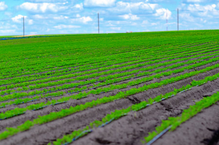 Field with tomato seedlings. Growing seedlings on plantation. Irrigation. Agriculture backgroundの写真素材