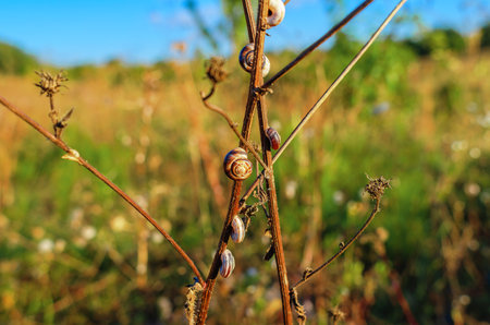 Steppe snails Helicopsis dejetta on stems of dry grasses in the fieldの写真素材