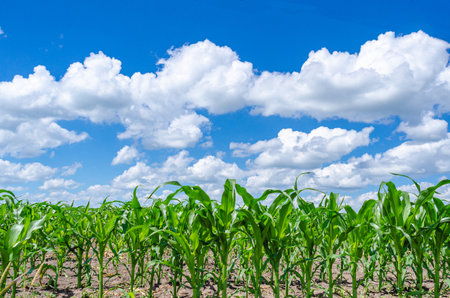 Summer corn field. Tall corn plants in the field, green leaves, stem. Blue sky with white cloudsの写真素材