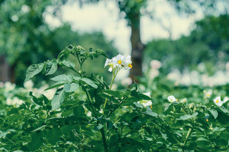 White flowers of blooming potatoes. Organic vegetable flowers. Blurred green garden background