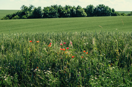 Red poppies and blue cornflowers in field. Natural backgrounds, trees and beautiful wild flowersの写真素材