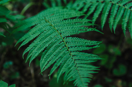 Fern leaves close-up. Green fern leaves on blurred background. Floral natural forest landscapeの写真素材
