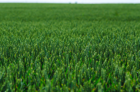 Field of green wheat. Selective focus of green ears of wheat. Blurred background. Agricultureの写真素材