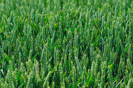 Close-up photo of green ears of wheat. Field of green wheat. Selective focus. Agricultureの写真素材