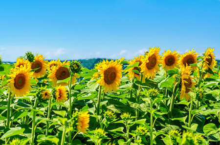 Summer landscape with field of sunflowers against blue sky. Close-up of blooming golden sunflowersの写真素材