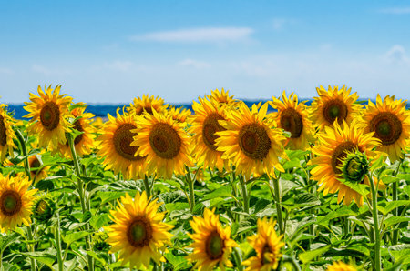 Blooming golden sunflowers. Summer landscape with sunflowers on green trunks against blue skyの写真素材