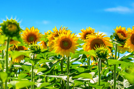 Blooming golden sunflowers. Summer landscape with sunflowers on green trunks against blue skyの写真素材