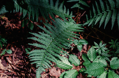 Green fern leaves in the forest on background of fallen leaves. Autumn nature. Floral backgroundの写真素材