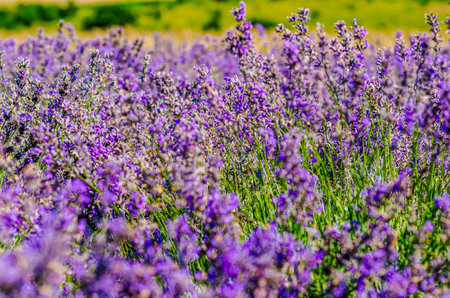 Blooming lavender field. Selective focus on purple lavender flowers. Nature, herb, aromatherapy