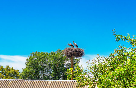 Stork birds with chicks in nest against blue sky. White storks are standing in nest. Welfareの写真素材