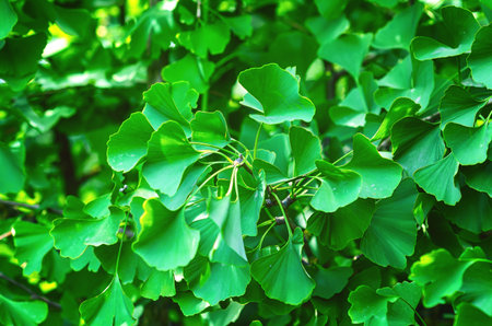 Fresh green leaves of ginkgo biloba or Japanese bonsai. Asian art form. Cultivation in greenhousesの写真素材