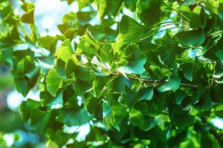 Fresh green leaves of ginkgo biloba or Japanese bonsai. Asian art form. Green leafy backgroundの写真素材