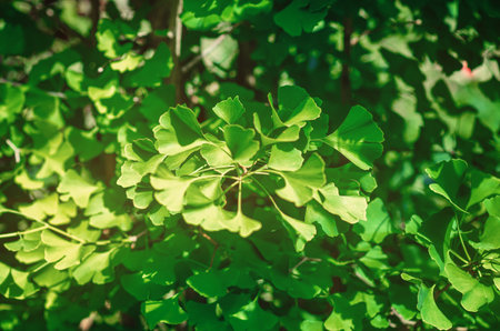 Fresh green leaves of ginkgo biloba or Japanese bonsai. Asian art form. Green leafy backgroundの写真素材