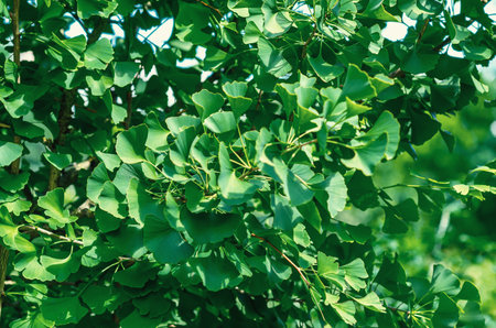 Fresh green leaves of ginkgo biloba or Japanese bonsai. Asian art form. Cultivation in greenhousesの写真素材