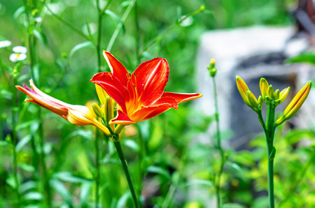 Bright orange lily flowers. Cute flowers with orange petals. Floral screensaver. Blurred backgroundの写真素材