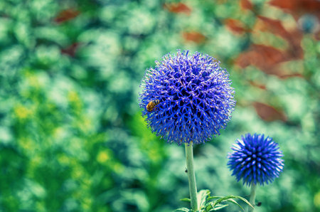 Blue round flower of perennial plant Echinops ritro. Wasp insect on delicate prickly thistle flowerの写真素材