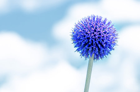 Blue round flower of perennial plant Echinops ritro against blue white sky. Prickly thistleの写真素材