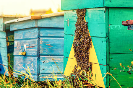 Swarm of bees covers the wall of the hive, the bees have climbed out of the hiveの写真素材