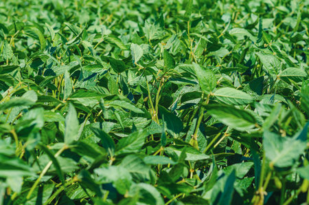 Soy leaves on the field. Cultivation agriculture.の写真素材