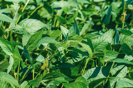 Soy leaves on the field. Cultivation agriculture.の写真素材