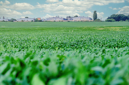Field sun with soybeans on the background of a farmの写真素材