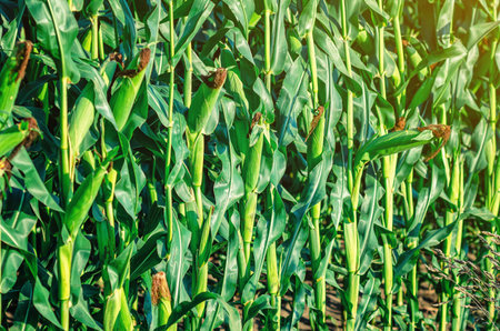 Young unripe ears of corn in the field on stalksの写真素材