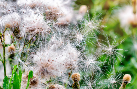 Flowers of thistle seed pods in the meadows. Dispersal of seeds by the wind. Seeding of plants in natureの写真素材