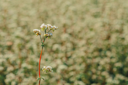 Buckwheat flowering in field. White buckwheat flowers in summerの写真素材