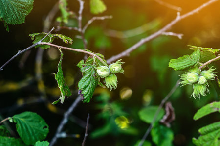 Close-up of man farmer hands plucks collects ripe hazelnuts from a deciduous hazel tree bunch in garden. Growing raw nuts fruit on plantation field. Harvest autumn farm time. Healthy natural eco foodの写真素材
