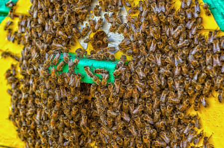 Bee swarm on the beehive wall. Exit of the swarm from the hive. Escape of the bee colonyの写真素材