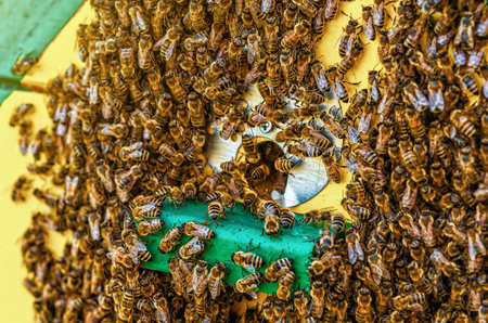 Bee swarm on the beehive wall. Exit of the swarm from the hive. Escape of the bee colonyの写真素材