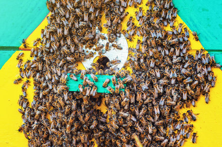 Bee swarm on the beehive wall. Exit of the swarm from the hive. Escape of the bee colonyの写真素材