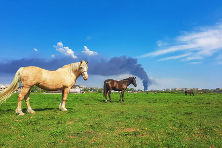 Horses in the pasture on a summer day. Black fire smoke on the background. environmental disasterの写真素材